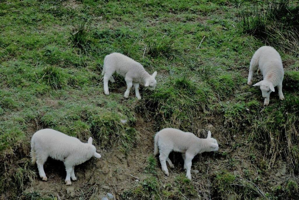 Photo of Others in Llanfyllin