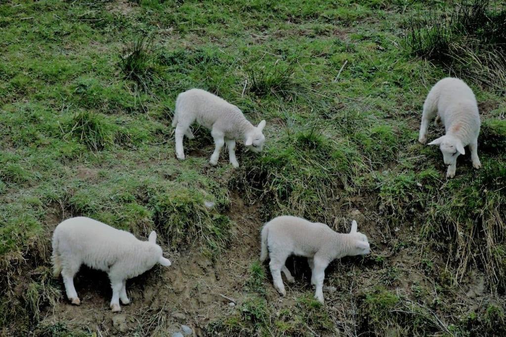 Photo of Others in Llanfyllin