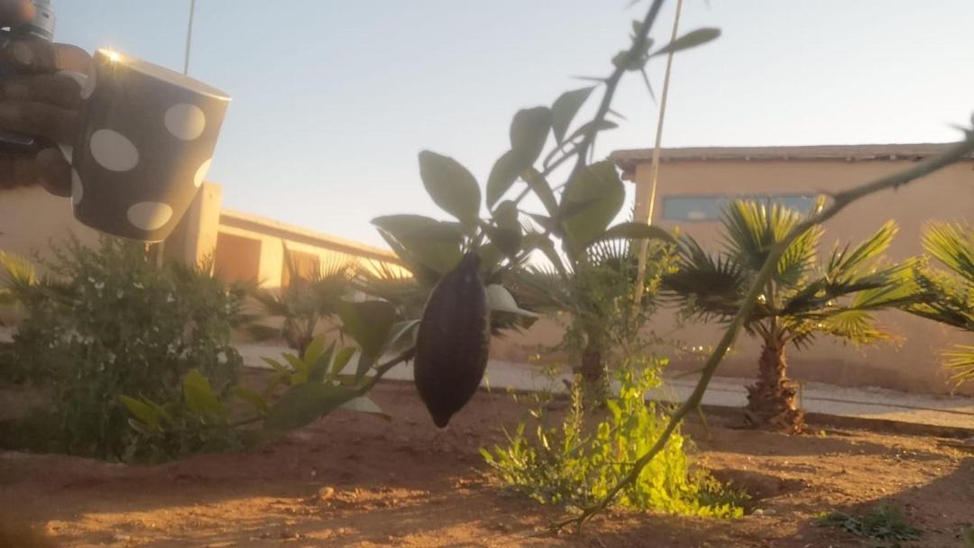 Photo of Others in Sidi Abdallah Ghiat