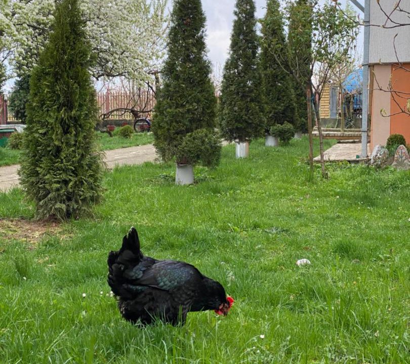 Photo of Others in Mladenovac