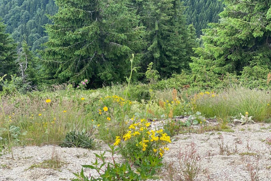 Photo of Outdoor in Lisina