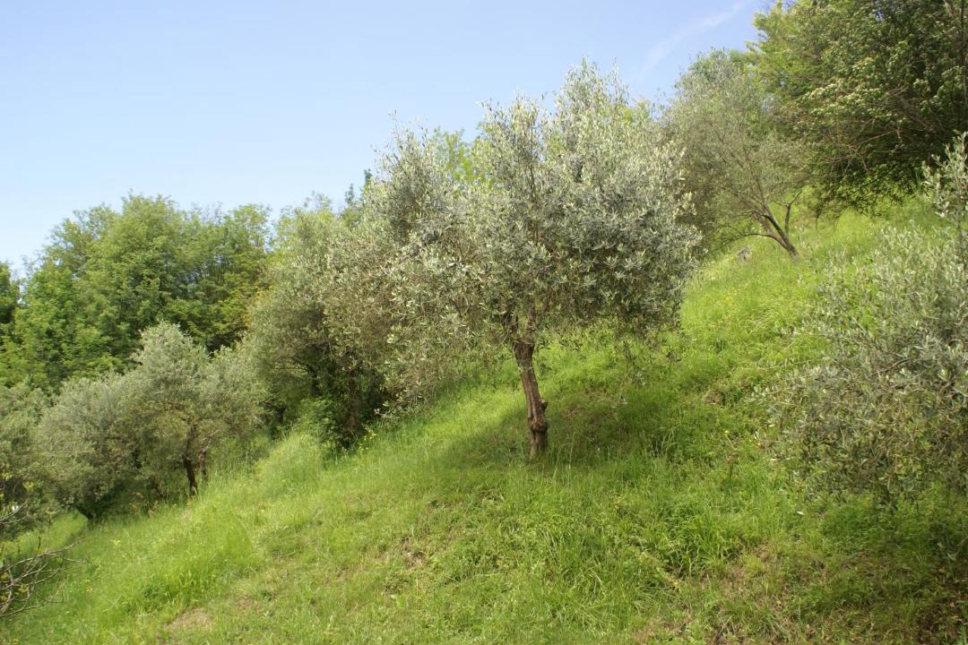 Photo of Outdoor in Mologno