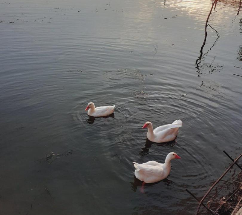 Photo of Others in Vojvodina