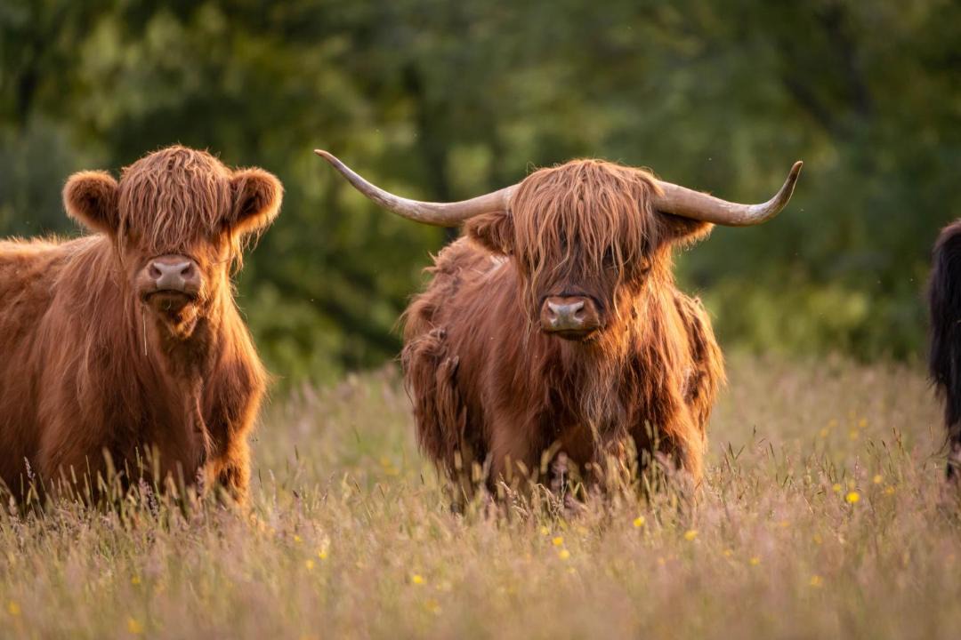 Photo of Others in Aberfeldy