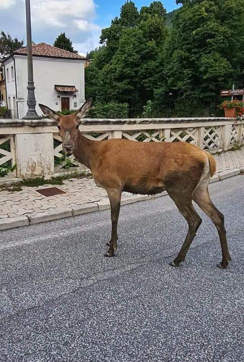 Photo of Others in Rocca Pia