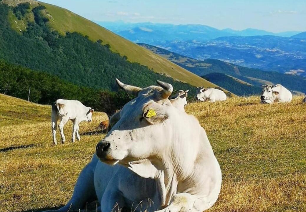 Photo of Others in Chiaserna