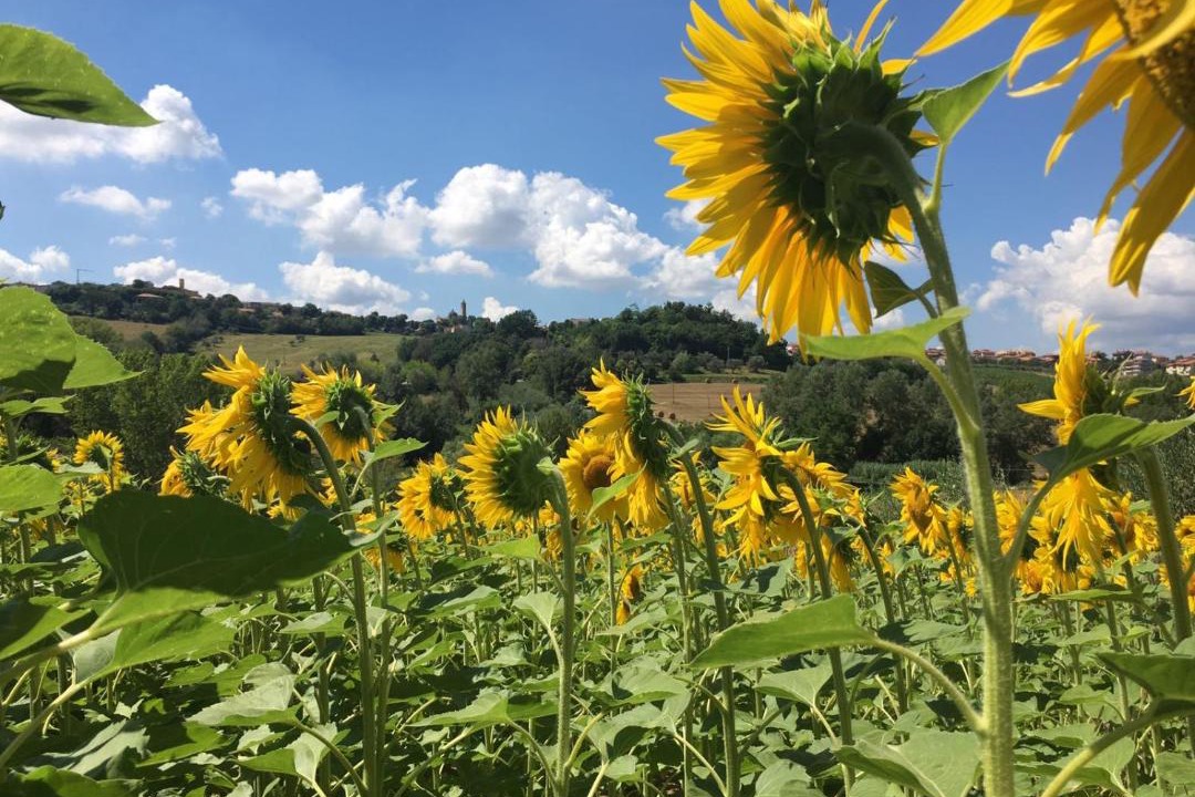 Photo of Outdoor in Tavullia