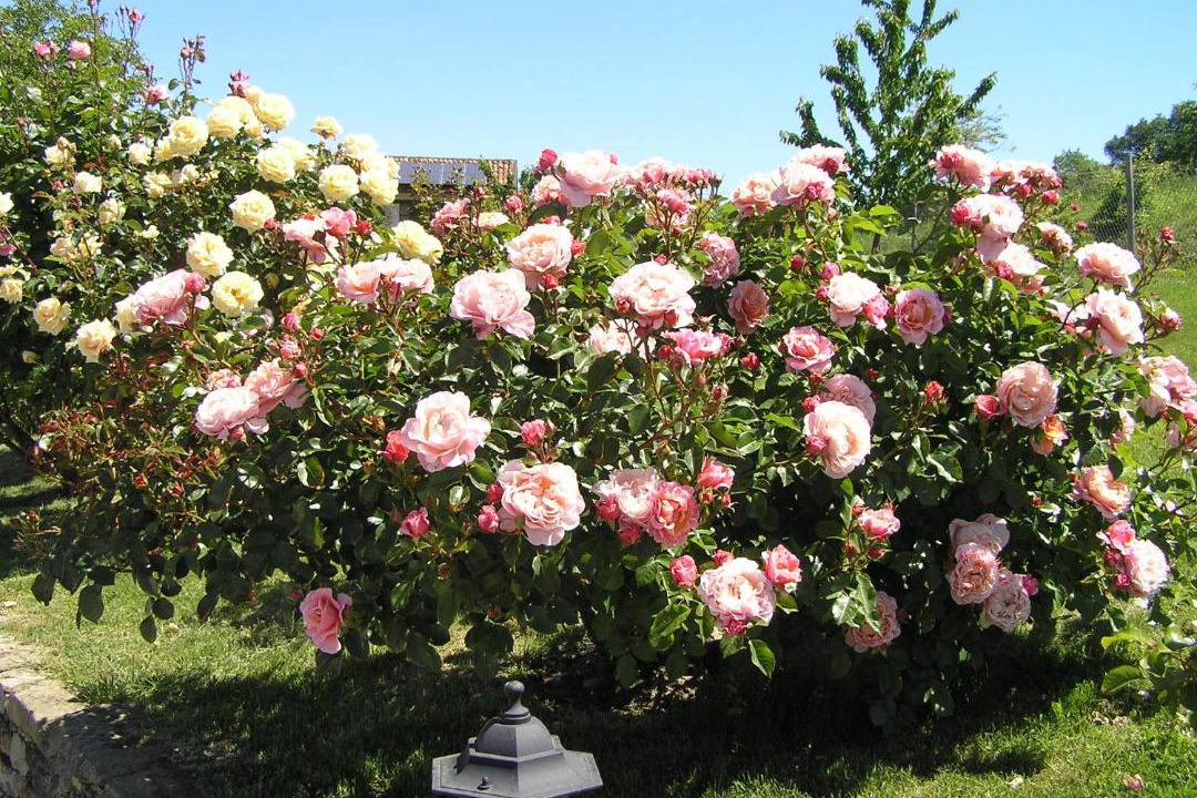 Photo of Outdoor in Bossolasco