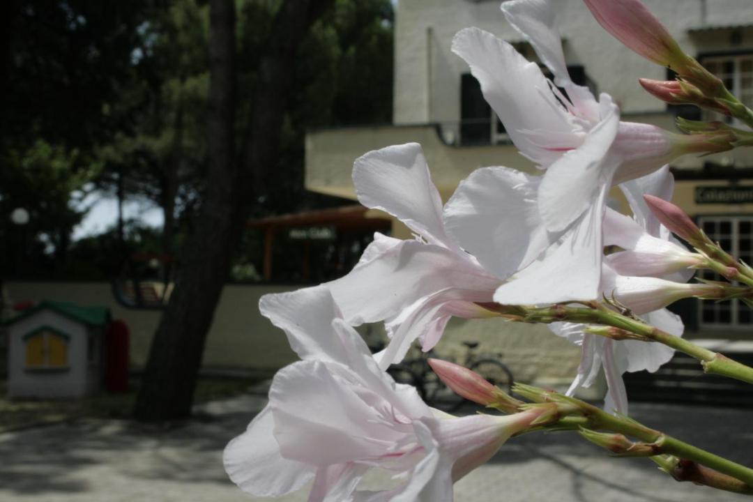 Photo of Others in Misano Adriatico