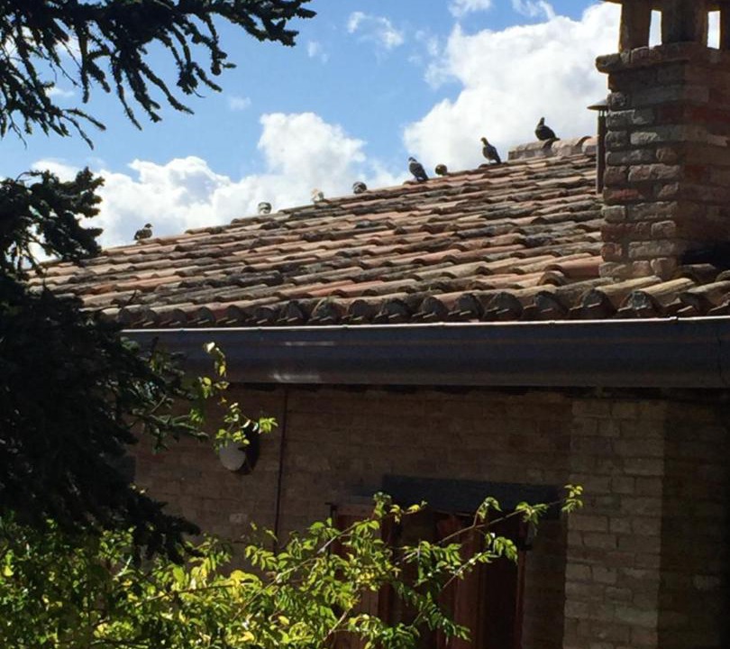 Photo of Others in Urbino