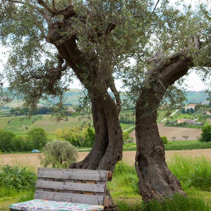 Photo of Others in Cupramontana