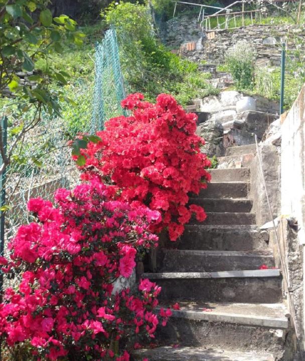 Photo of Others in Cannobio