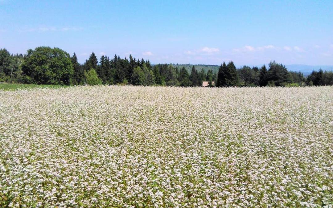 Photo of Outdoor in Zlatibor