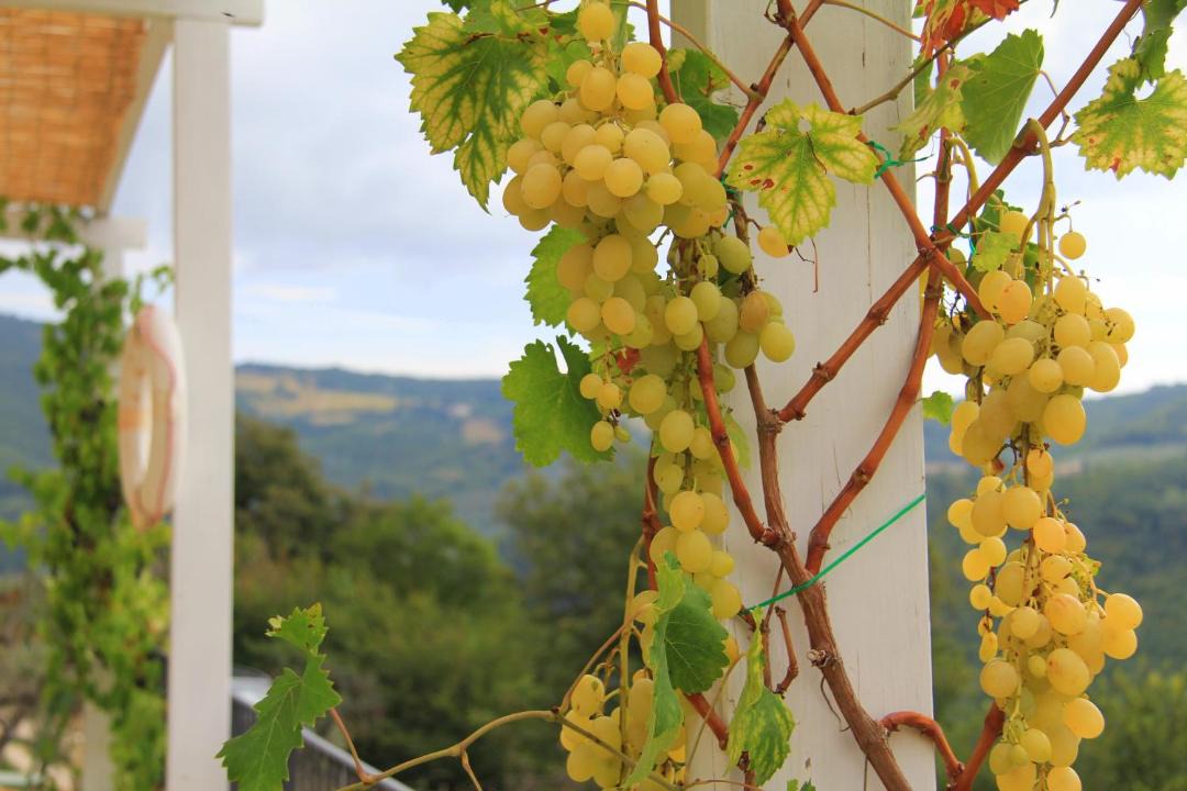 Photo of Others in Spello