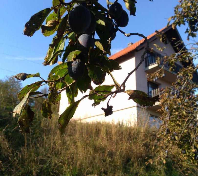 Photo of Others in Zlatibor