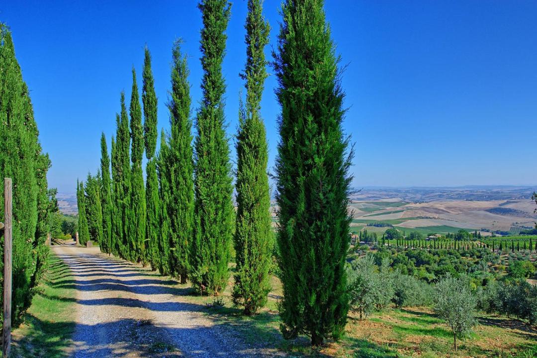 Photo of Others in Montalcino