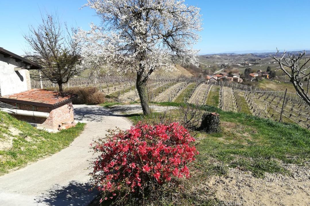Photo of Others in Agliano Terme