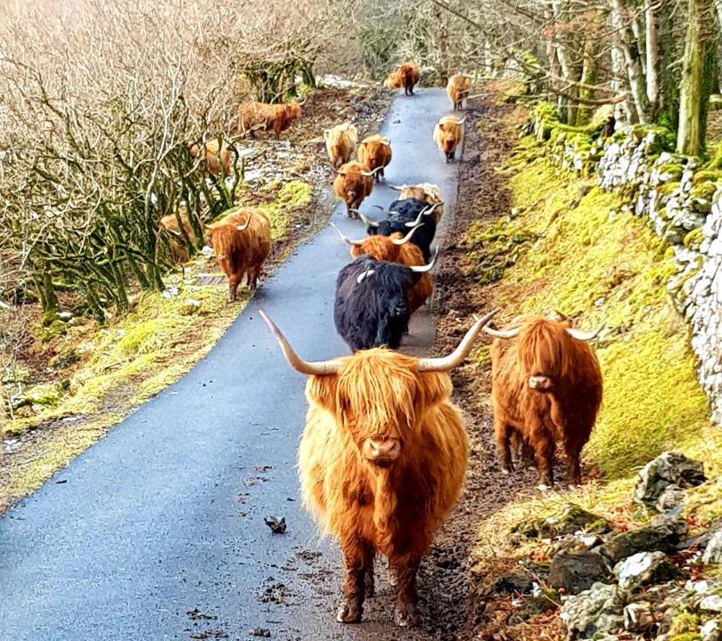 Photo of Others in Tobermory