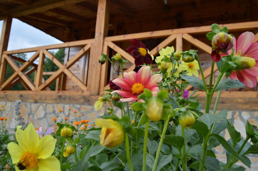 Photo of Others in Mokra Gora