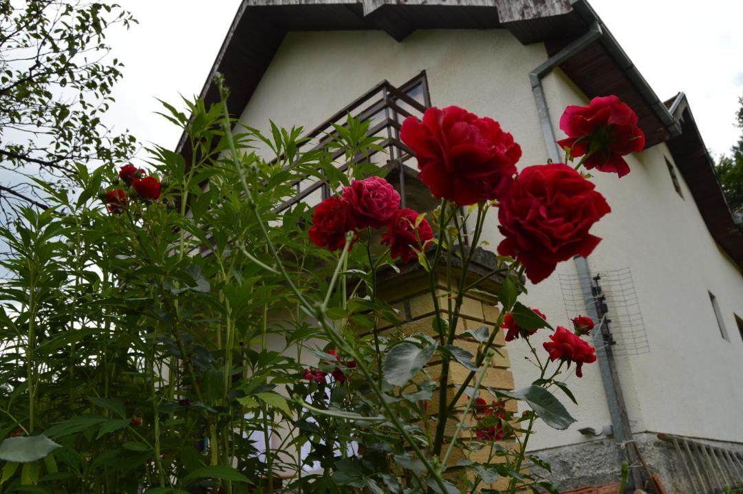 Photo of Others in Mokra Gora