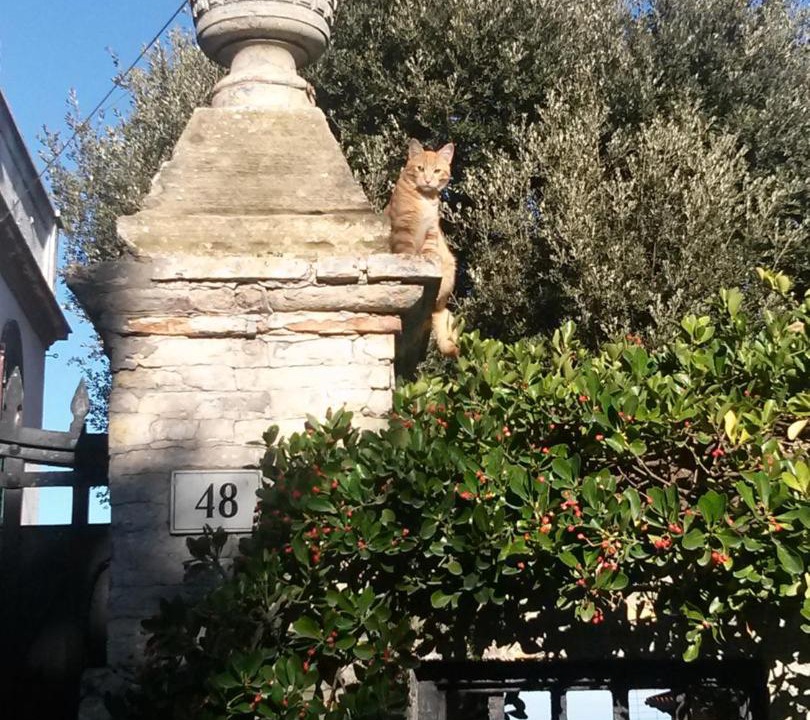 Photo of Others in Ancona