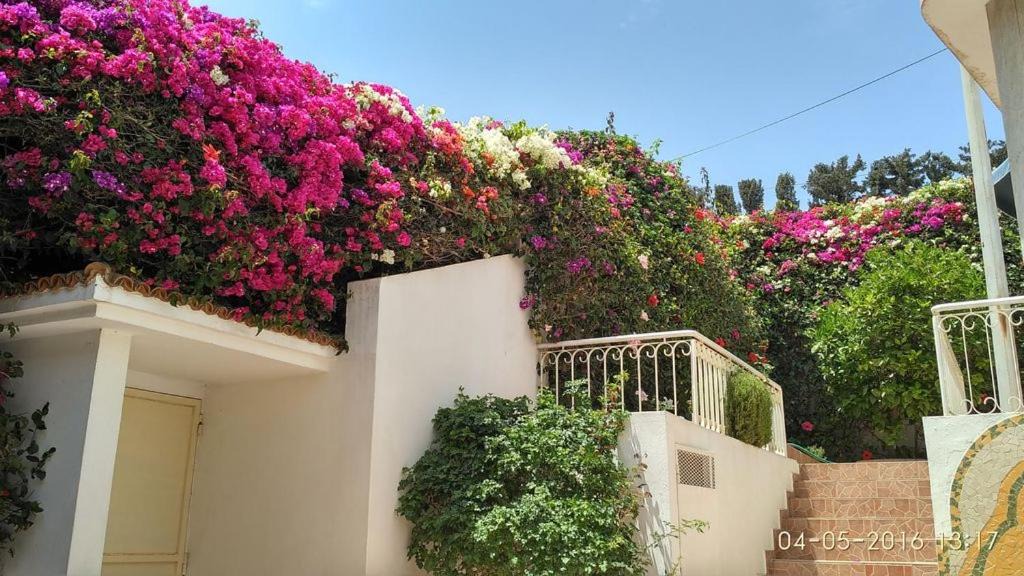 Photo of Patio Balcony in Cite Charaf