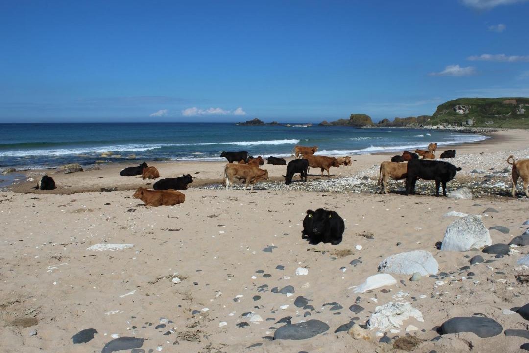 Photo of Others in Ballycastle