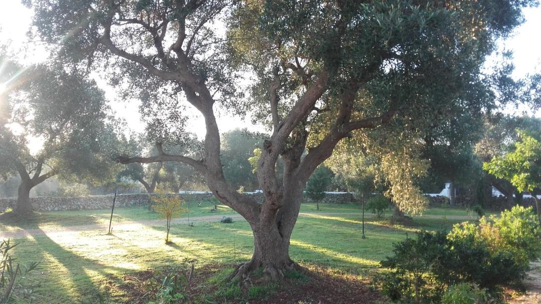 Photo of Outdoor in Carovigno