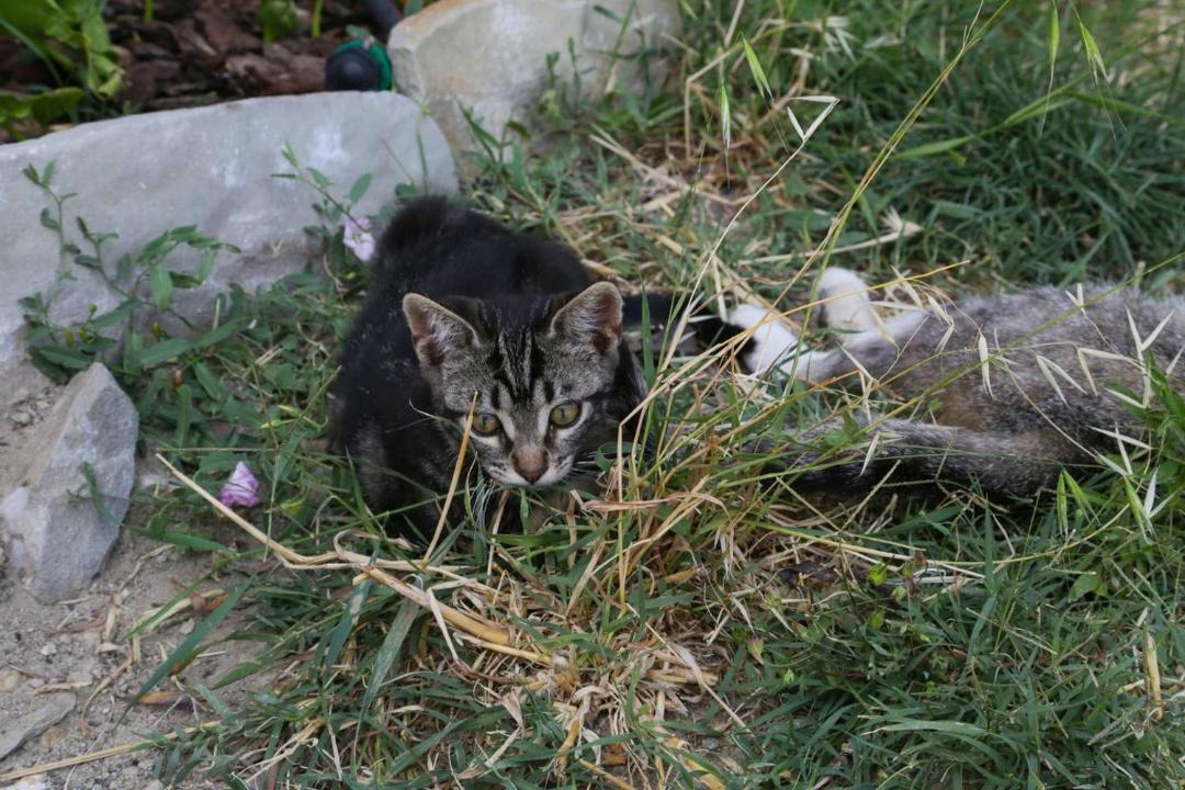 Photo of Others in Dernice